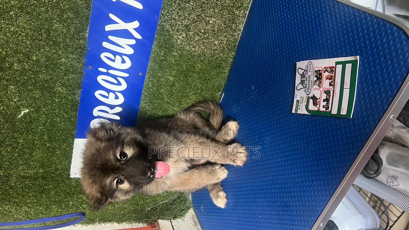 1-3 months Female Purebred Caucasian Shepherd