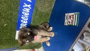 1-3 months Female Purebred Caucasian Shepherd