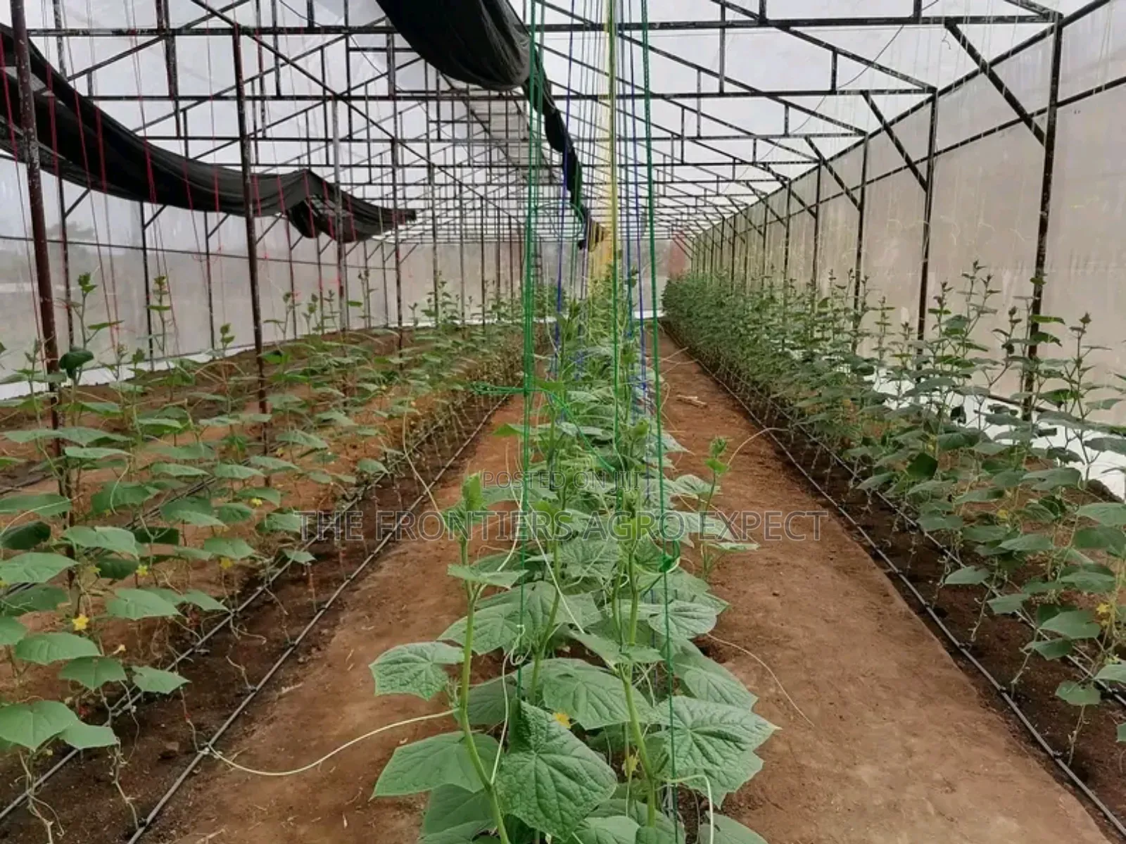 Commercial Greenhouse