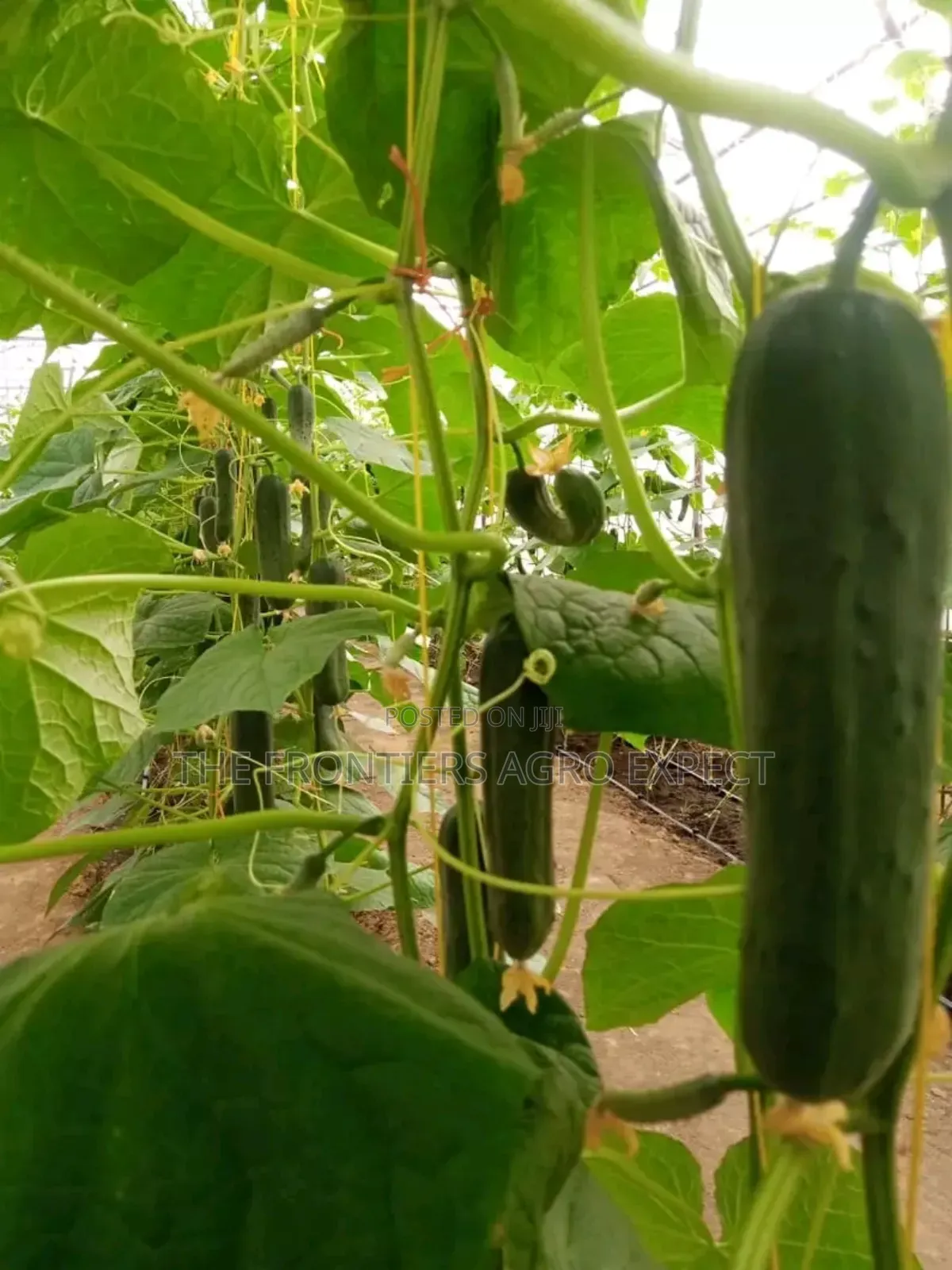 Commercial Greenhouse