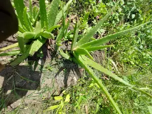 Oil Palm, Moringa , Dandelion, Soursop, Aloe Vera.
