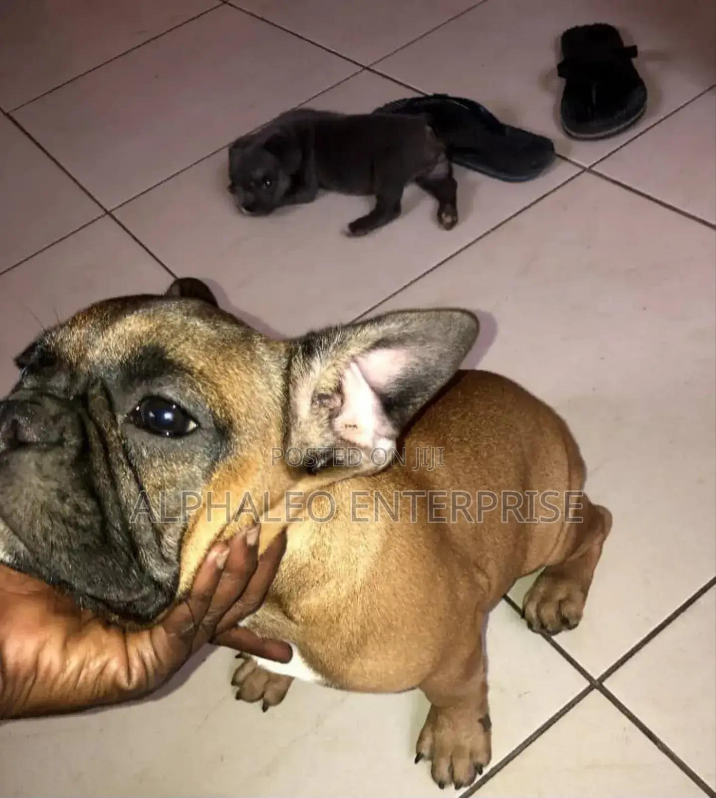 1-3 months Female Purebred French Bulldog