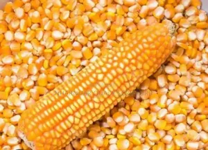 Yellow Maize Corn