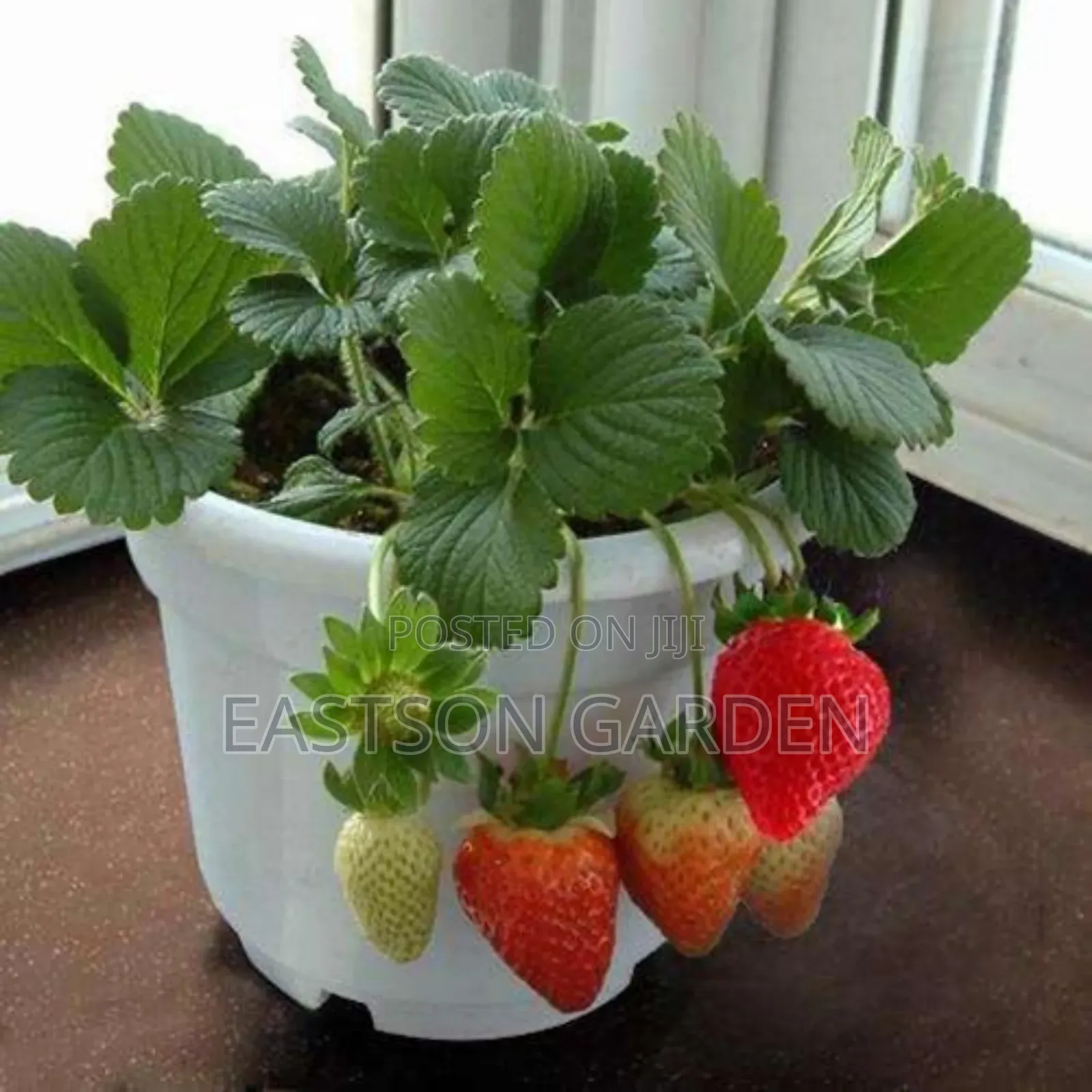Exotic Grapes and Strawberry Seedlings