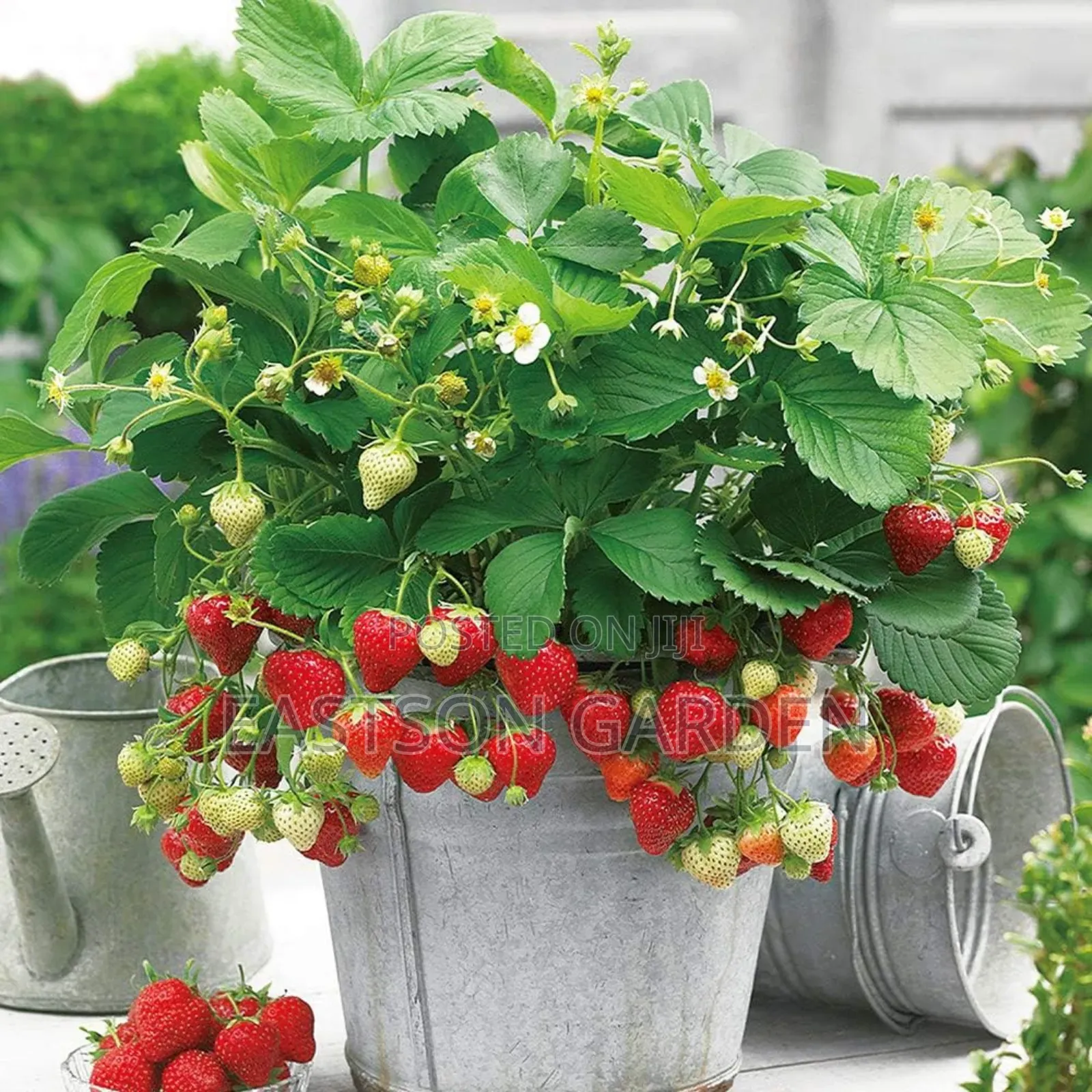 Exotic Grapes and Strawberry Seedlings