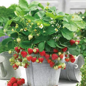 Exotic Grapes and Strawberry Seedlings