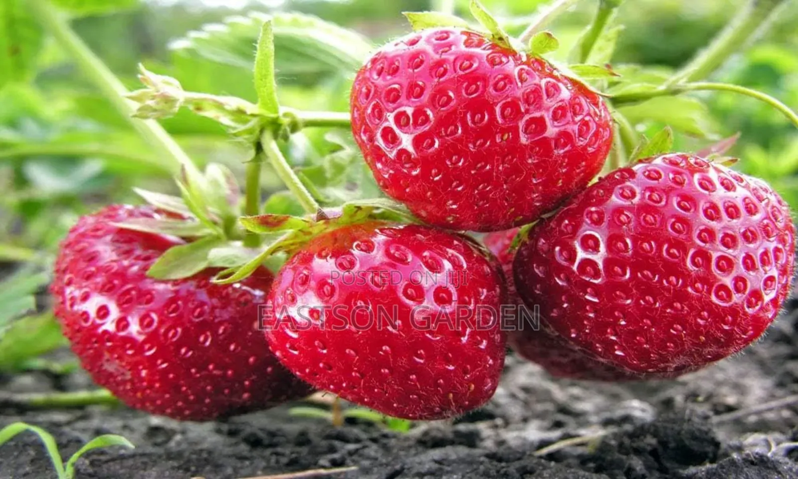 Exotic Grapes and Strawberry Seedlings
