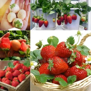 Exotic Grapes and Strawberry Seedlings