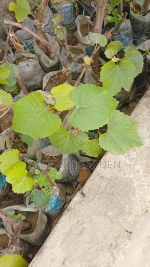 Exotic Grapes and Strawberry Seedlings