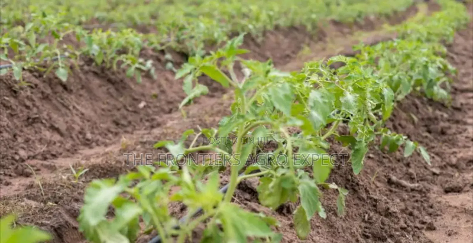 Commercial Solar System and Irrigation Installation