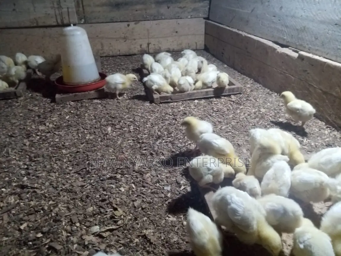 Broilers and Sasso