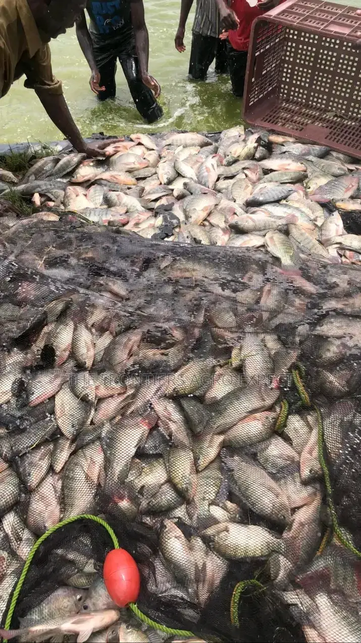 Tilapia Earthen Pond Construction
