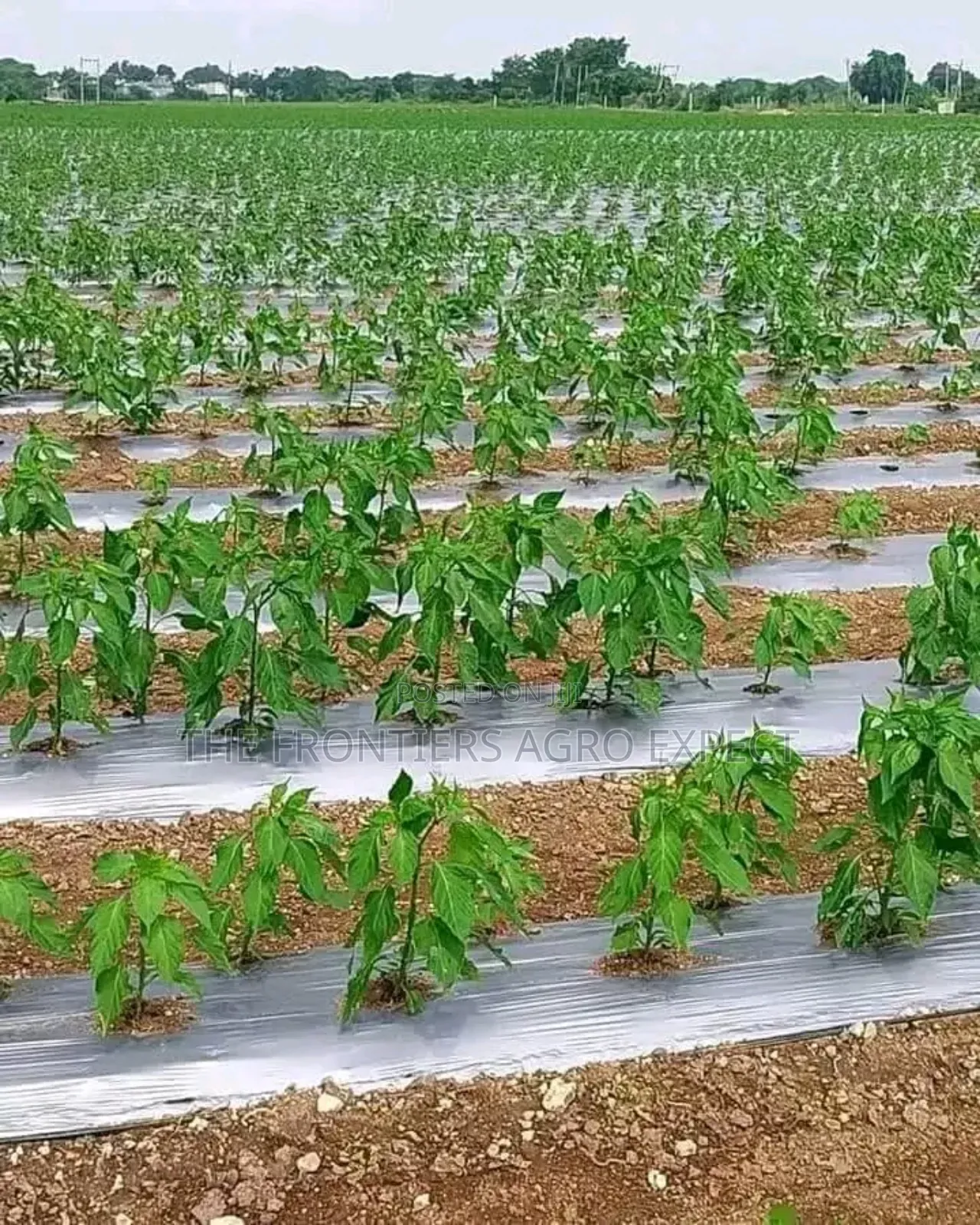Solar Power and Irrigation Installation