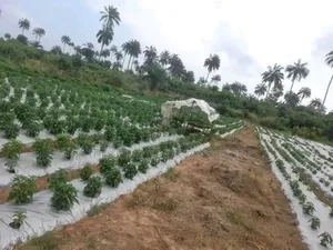 Solar Power and Irrigation Installation