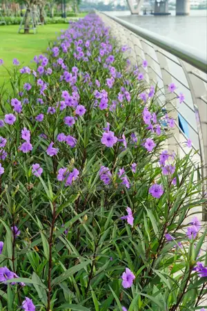 Landscaping and Garden Services