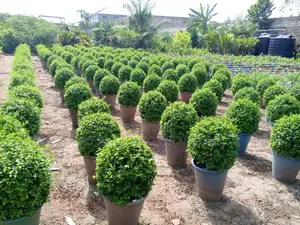 Landscaping and Garden Services