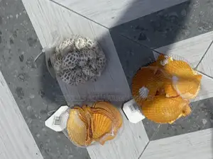 Shells for Aquarium
