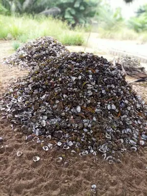 Oyster Shells(Contact for Exact Price)