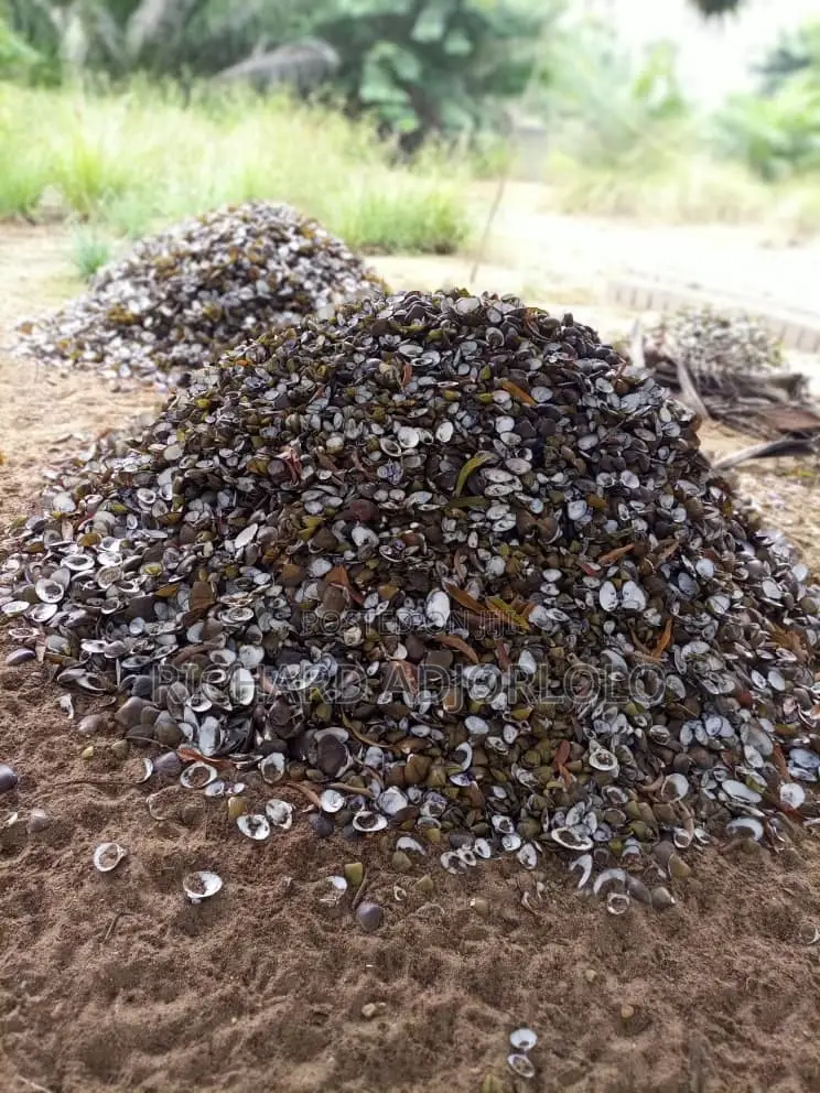 Oyster Shells(Contact for Exact Price)