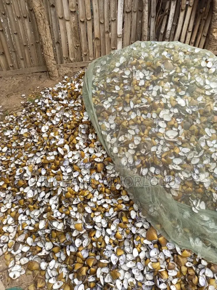 Oyster Shells(Contact for Exact Price)