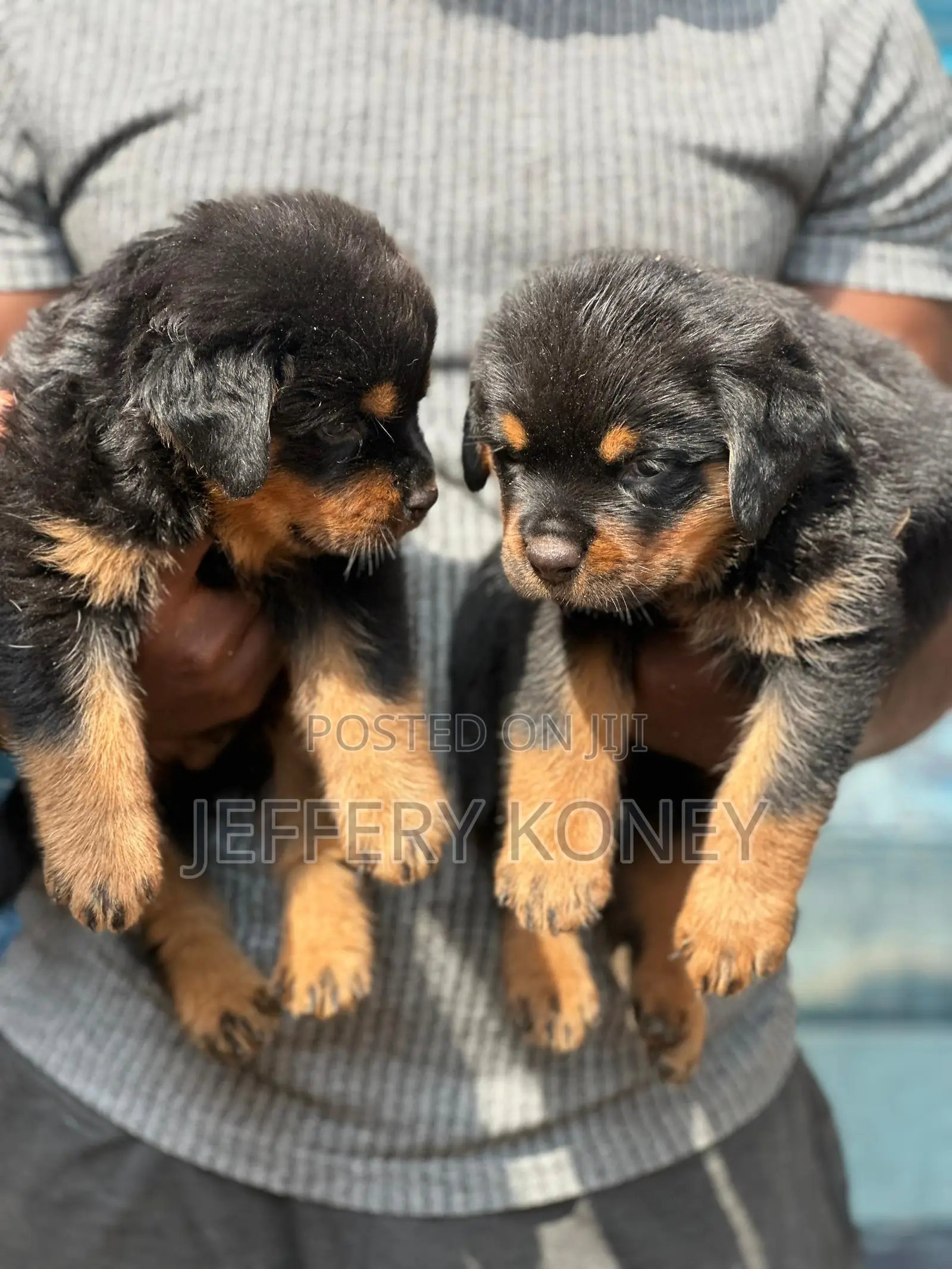 1-3 months Female Purebred Rottweiler