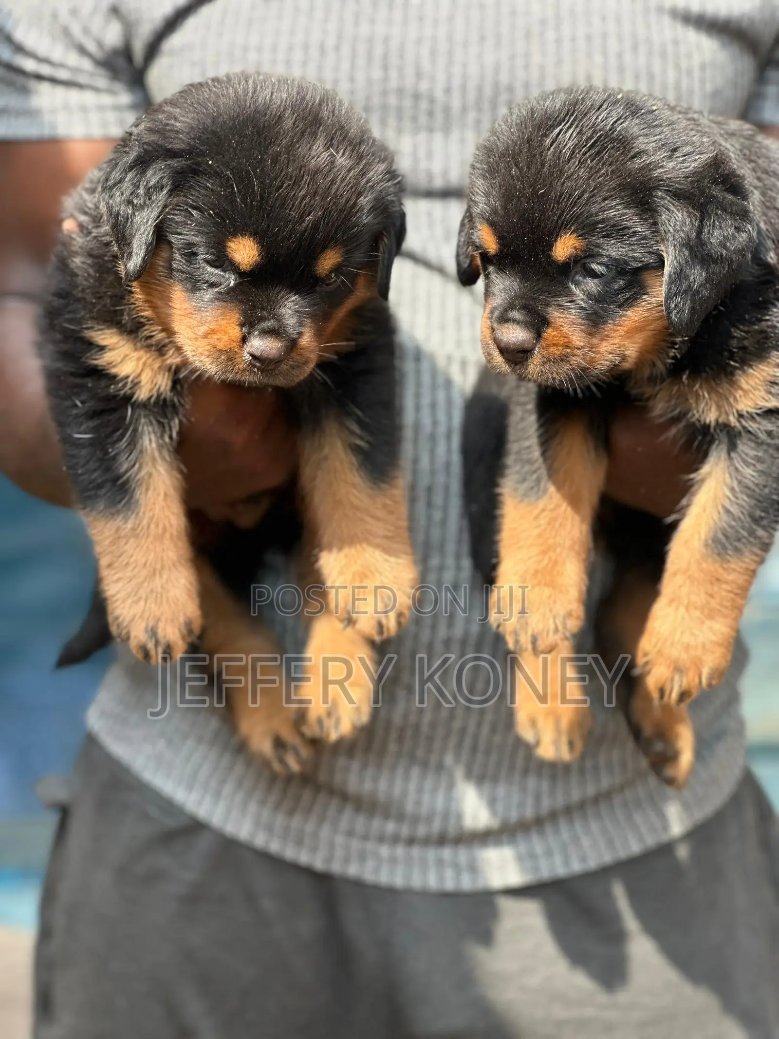 1-3 months Female Purebred Rottweiler