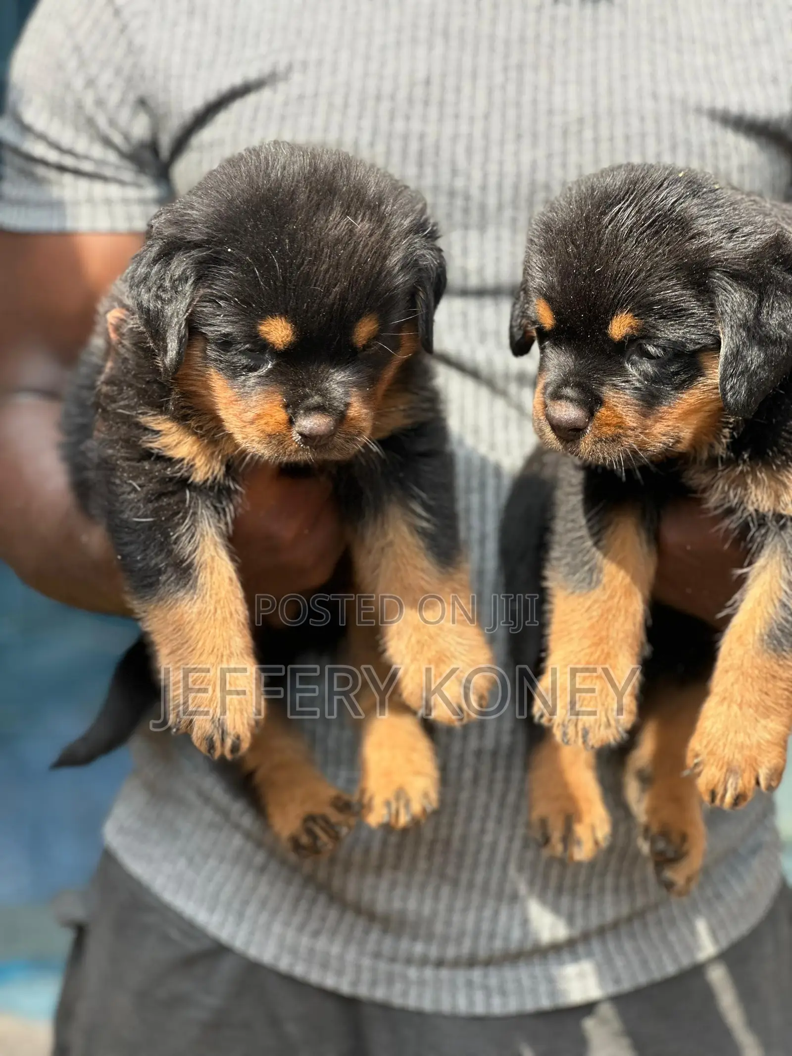 1-3 months Female Purebred Rottweiler