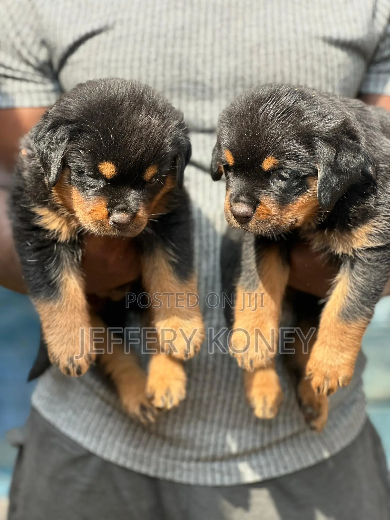 1-3 months Female Purebred Rottweiler