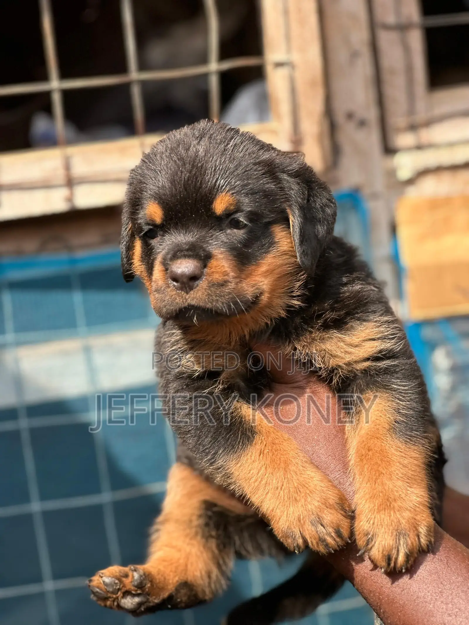 1-3 months Female Purebred Rottweiler