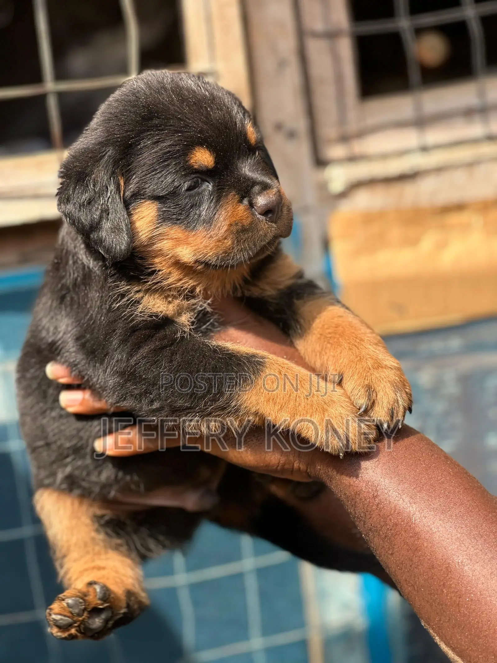 1-3 months Female Purebred Rottweiler