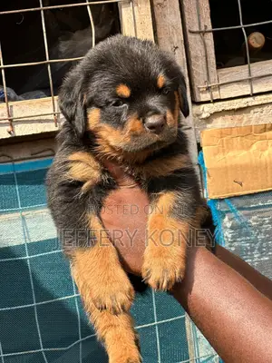 1-3 months Female Purebred Rottweiler
