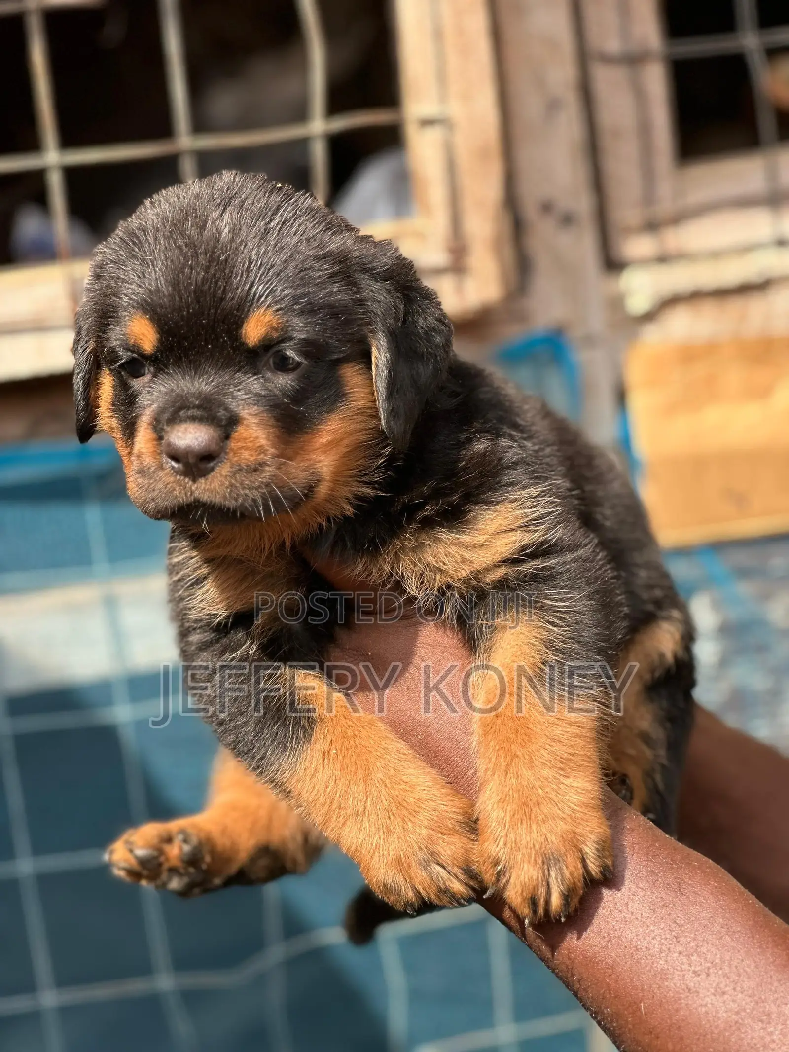 1-3 months Female Purebred Rottweiler