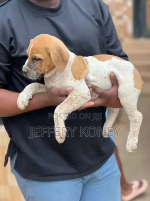 1-3 months Female Purebred Boerboel