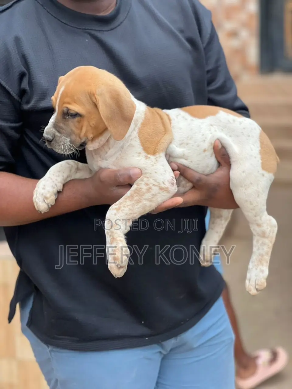1-3 months Female Purebred Boerboel