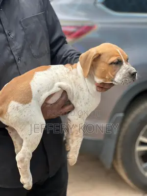 1-3 months Female Purebred Boerboel