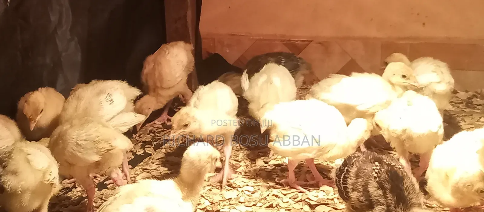 Imported Turkey Poult for Sale