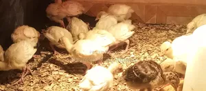 Imported Turkey Poult for Sale