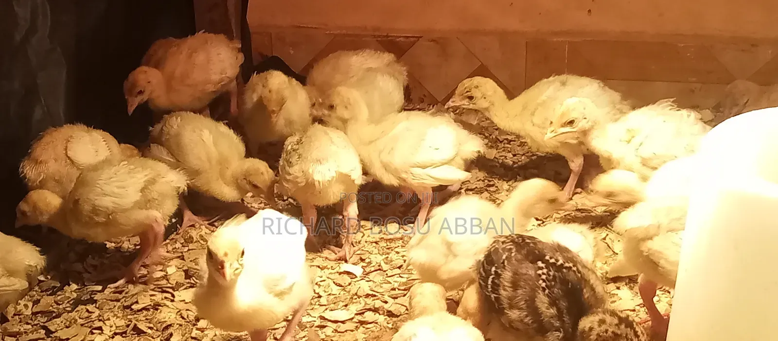 Imported Turkey Poult for Sale