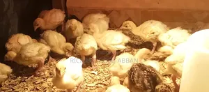 Imported Turkey Poult for Sale
