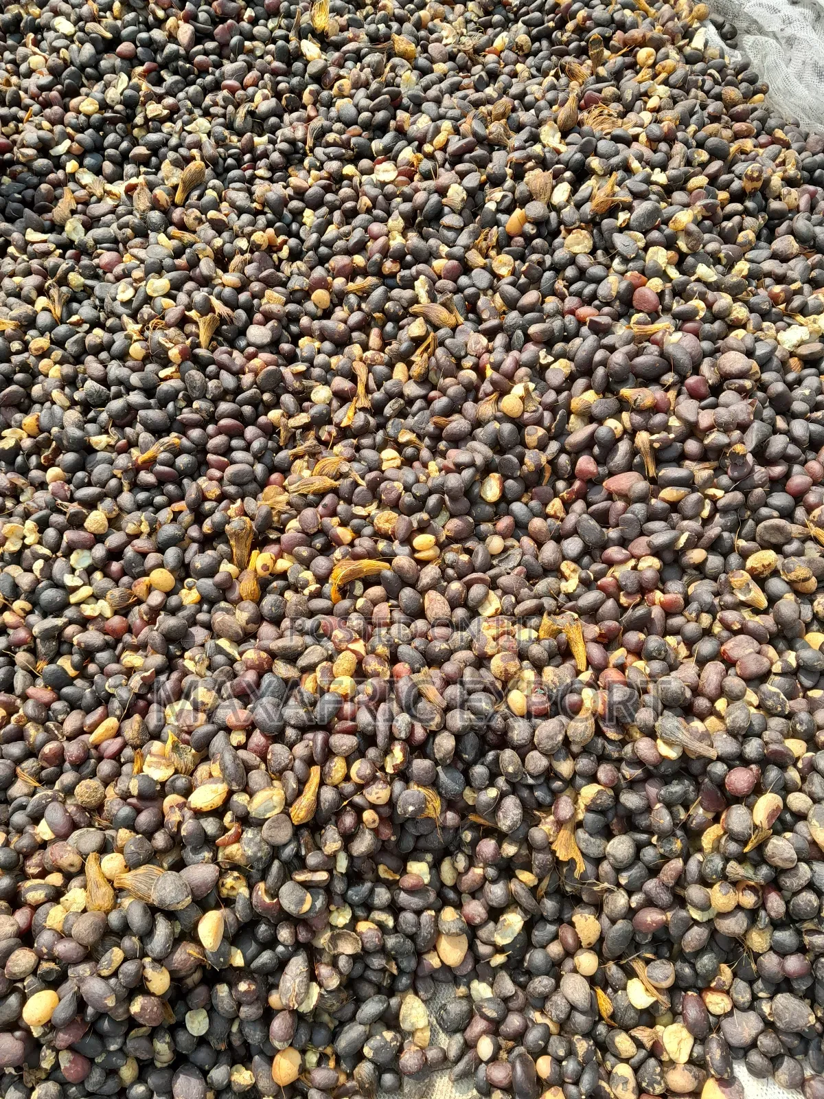 Palm Nut Kernels