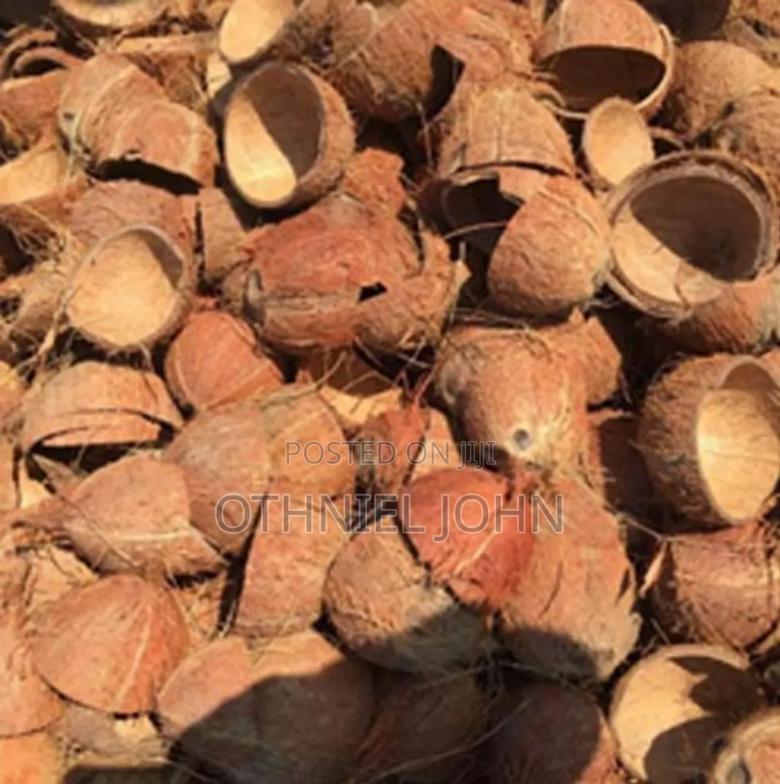 Coconut Shell for Sale in Bulk Only