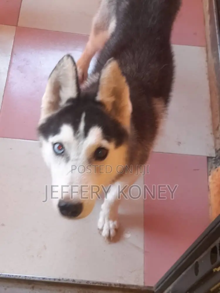 3-6 months Male Purebred Siberian Husky