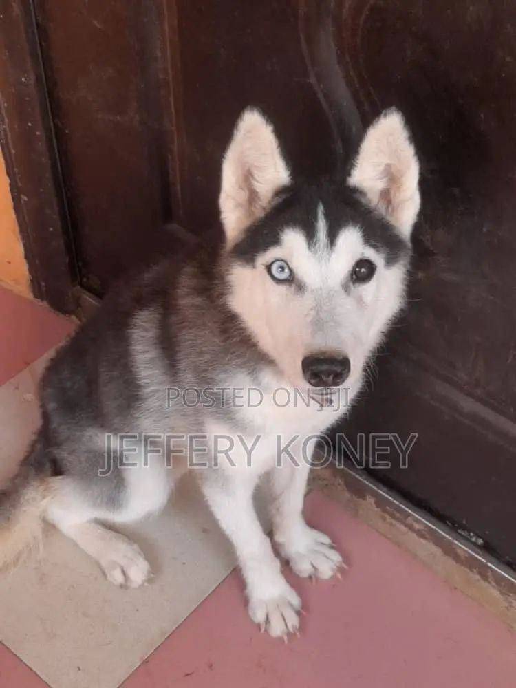 3-6 months Male Purebred Siberian Husky