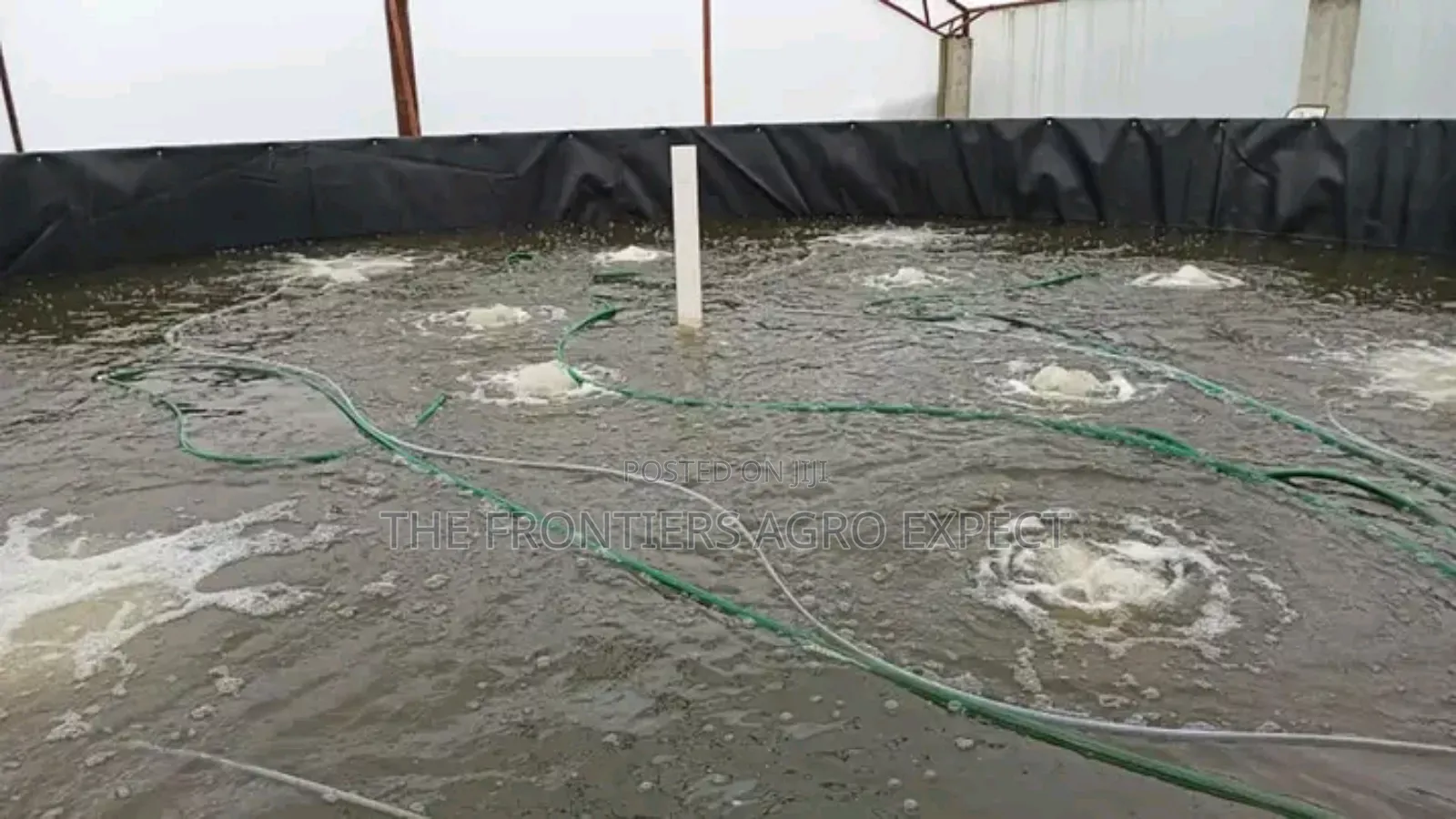 Tilapia PVC Biofloc Pond