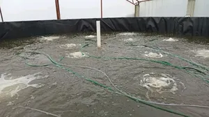 Tilapia PVC Biofloc Pond