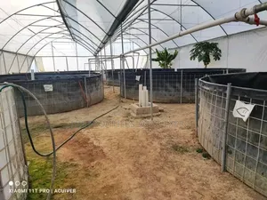 Tilapia PVC Biofloc Pond