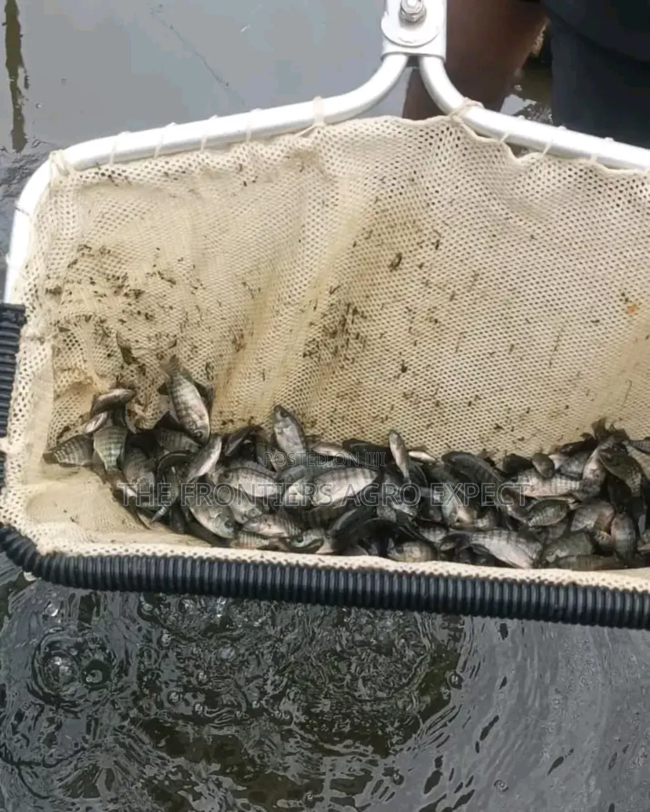 Tilapia PVC Biofloc Pond