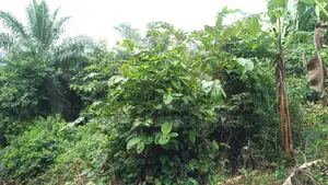 Oti Region - (Dan) _ 600+ Acres Crop Farmland