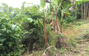 Oti Region - (Dan) _ 600+ Acres Crop Farmland