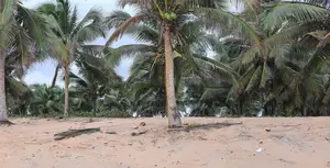 Central Region - (Komenda) _ 2 Plots of Oceanfront Land
